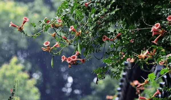 霉季什么时候开始,梅雨季节是什么时间图1