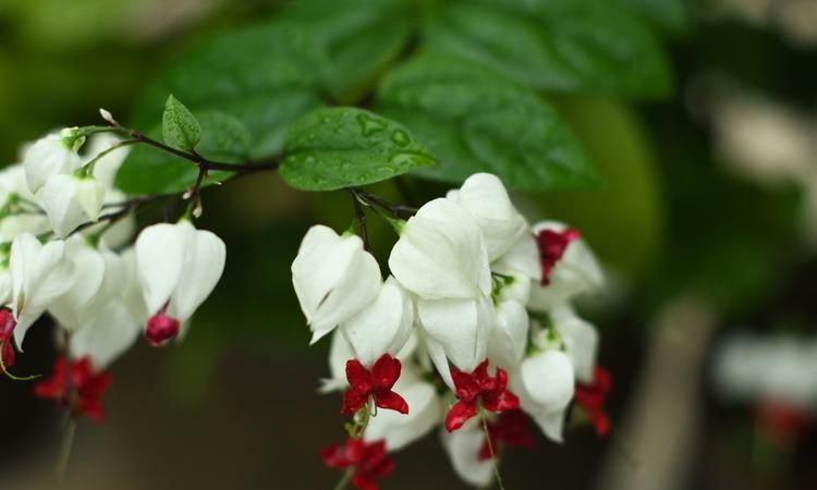 龙吐珠有什么寓意,龙吐珠的花语和寓意是什么图5