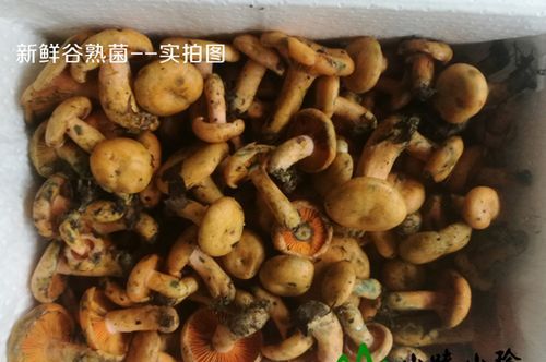 寒菌怎么洗才干净,野生菌里的白色虫子是什么虫图3