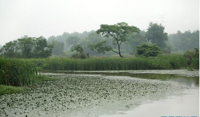 霉雨天是什么季节,每年霉雨季是什么时候