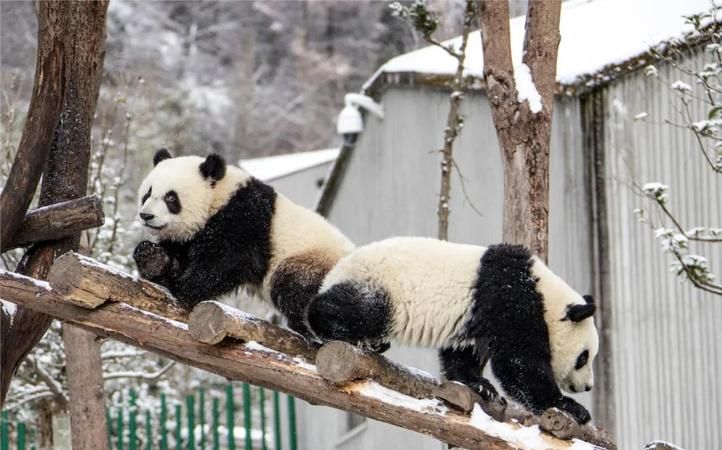 哪些国家有熊猫,别的国家有大熊猫图5