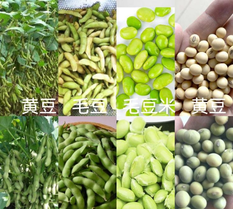 毛豆和黄豆的区别是什么,毛豆和黄豆一样营养功效告诉你图9