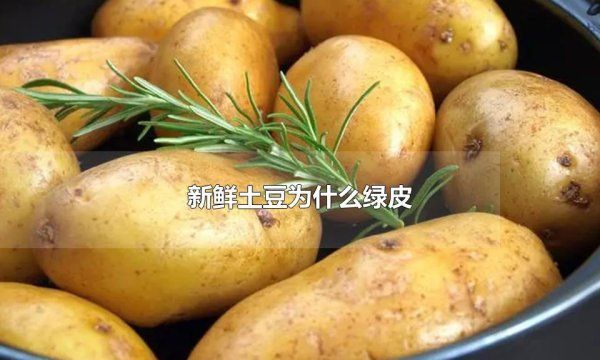 新土豆发绿是怎么回事,新鲜土豆为什么绿皮 轻微发青的土豆能吃图4