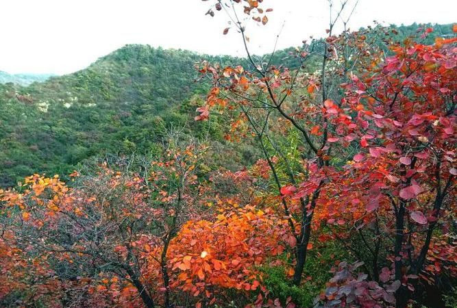 凌沟村看红叶要门票吗？,208河南赏红叶的地方有哪些图7