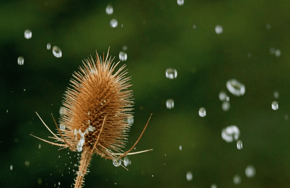 怎么样拍摄雨景,怎么拍雨滴落下的照片图6