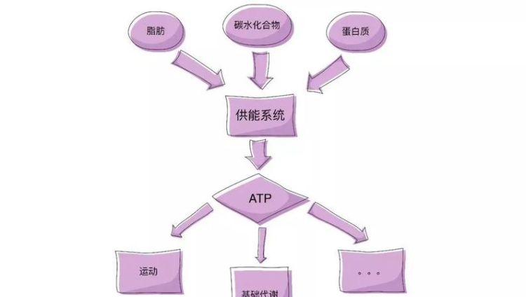 人体内有三大供能系统它们分别是,人体三大供能系统及各自特点图4