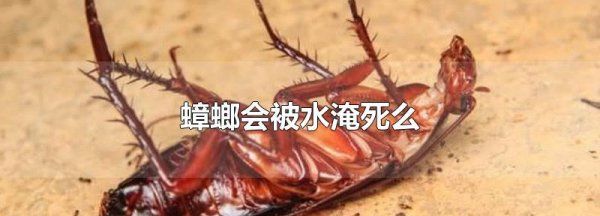 蟑螂会被水淹死么,蟑螂会被水淹死