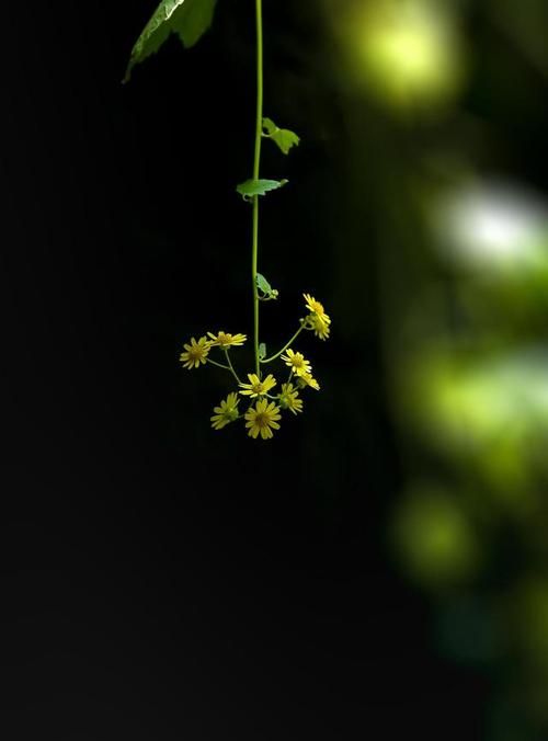 如何拍摄黑色背景照片,手机黑色背景怎么拍出来的图1