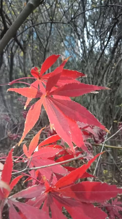 怎么样拍摄红叶,红叶拍摄技巧 相机设置图2