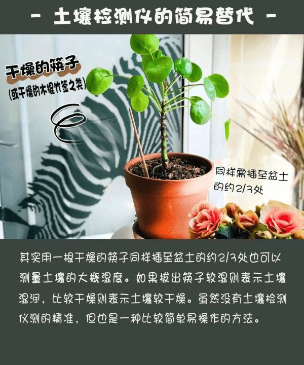 怎么判断见干见湿,见干见湿和干透浇透有什么区别图11