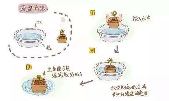 怎么判断见干见湿,见干见湿和干透浇透有什么区别图13