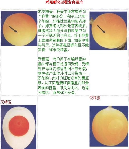 怎么挑选有精蛋,如何分辩假鸡蛋图1