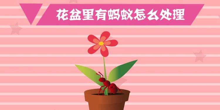 花盆里生了蚂蚁怎么办,花盆里有蚂蚁怎么办能除根图4