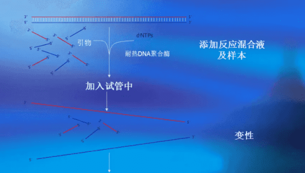 pcr是什么简称,pcr是什么意思图2