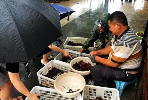 下雨天龙虾会出来,龙虾下雨天出来图2