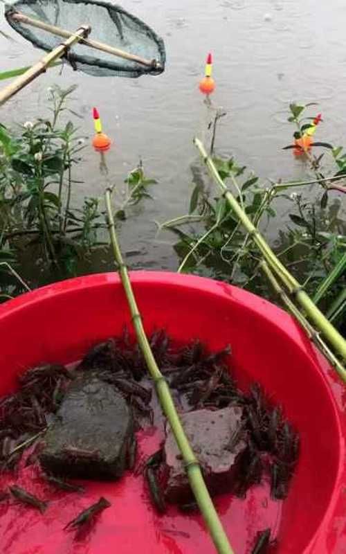 下雨天龙虾会出来,龙虾下雨天出来图3