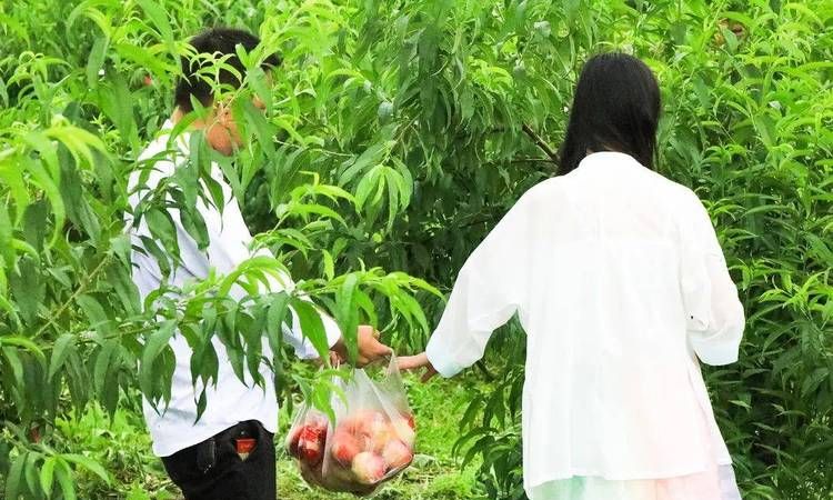 下雨后摘桃子是不是不甜,雨后摘桃子不甜怎么办图3