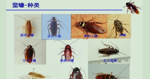 蟑螂的特点和生活特征,蟑螂有哪些特征