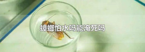 蟑螂在水里会不会淹死,蟑螂怕水淹死蟑螂在水里会不会淹死人图2