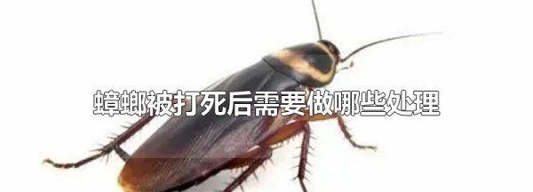 蟑螂打死后怎么处理,蟑螂死后用什么处理图4