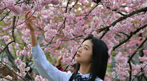 如何拍樱花人像,人在樱花下照片怎么拍好看图16