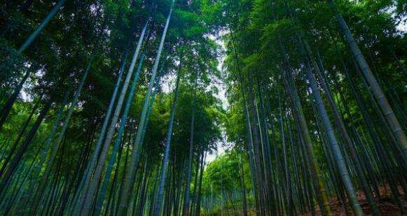 卧虎藏龙竹林拍摄地,卧虎藏龙宜宾竹海拍摄地在哪里图2