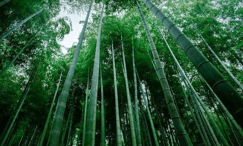 卧虎藏龙竹林拍摄地,卧虎藏龙宜宾竹海拍摄地在哪里图3