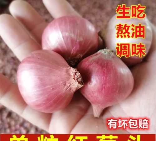 干葱头怎么长时间保存,大葱能晒干保存图1