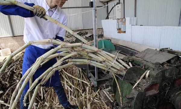 石蜂糖是什么做成的,石蜂糖是什么做成的图9