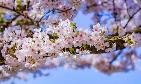 为什么樱花在春天开,樱花什么时候开花季节是春天图2