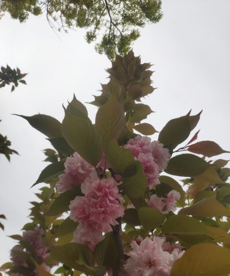 为什么樱花在春天开,樱花什么时候开花季节是春天图3