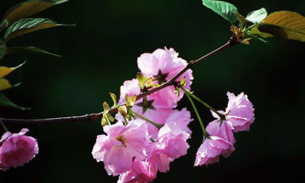 为什么樱花在春天开,樱花什么时候开花季节是春天图4