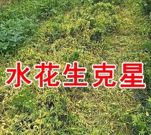 水花生怎么能除尽,防治水花生的除草剂图2