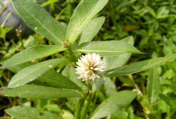 水花生怎么能除尽,防治水花生的除草剂图5