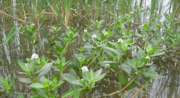 水花生怎么能除尽,防治水花生的除草剂图8