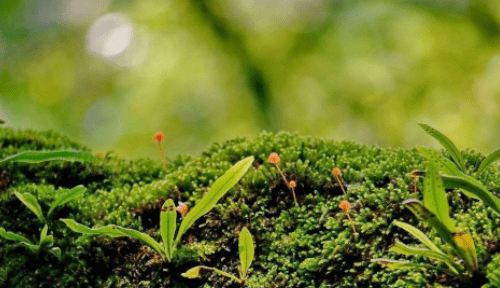 水桶里的青苔有毒,水桶底部绿色有危害怎么清洗图2