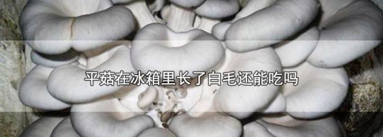 蘑菇放冰箱一个星期还能吃,蘑菇放冰箱里一个星期还能吃图2