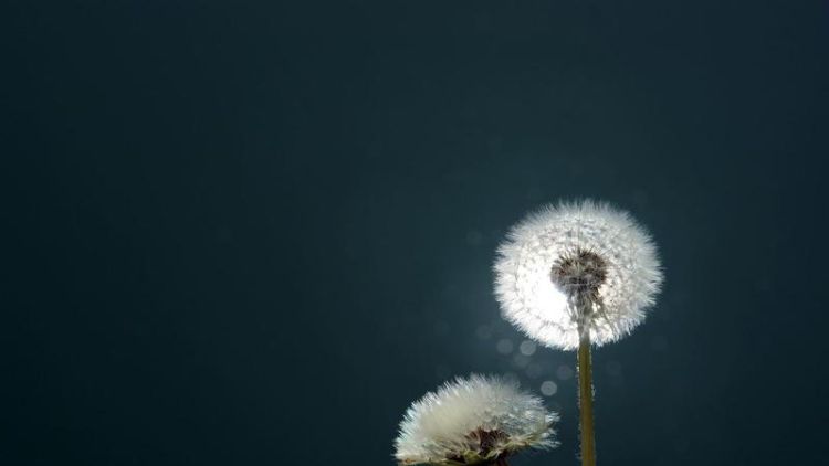 背景虚化的照片怎么拍,苹果手机拍照背景虚化怎么调回来图2