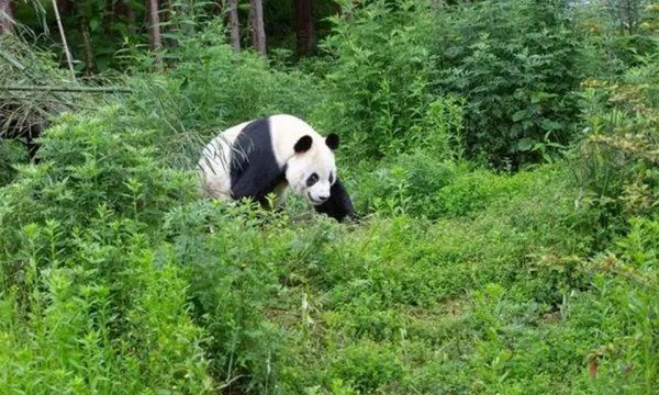 大熊猫会攻击人,大熊猫会攻击人类图5