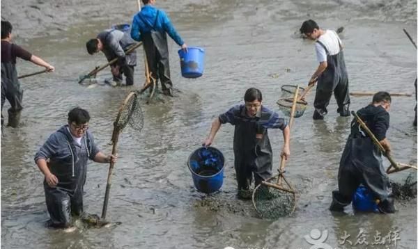 混水摸鱼和浑水摸鱼到底哪个对,到底是浑水摸鱼还是混水图5