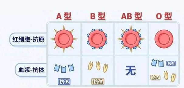 a型b型能生出o型,血型a和血型o生的孩子是什么血型