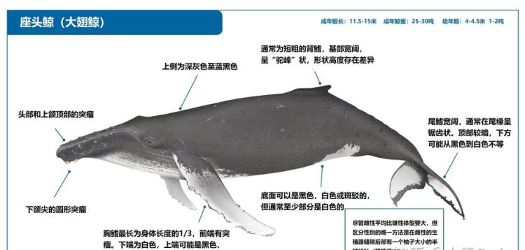 鲸鱼介绍的三大特点,鲸的特点有哪些简介图2