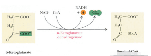 fadh2是什么的简称,专业高手解释 NAD 、 NAD+ 、 NADH 、 NADH2、和 FAD FAD+ FADH2图1