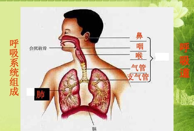 人的呼吸方式有哪三种,常见的呼吸方式有哪几种图3