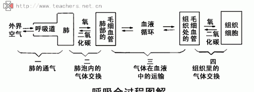 人的呼吸方式有哪三种,常见的呼吸方式有哪几种图4