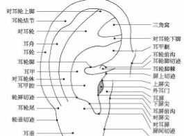 耳珠是哪个部位,耳珠是哪个部位图解第页图1