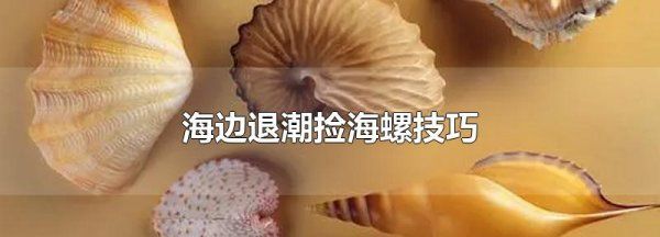 在海滩上怎么挖螺,海边退潮捡海螺技巧图1