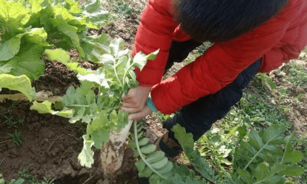 拨和拔的区别,拨和拔的区别