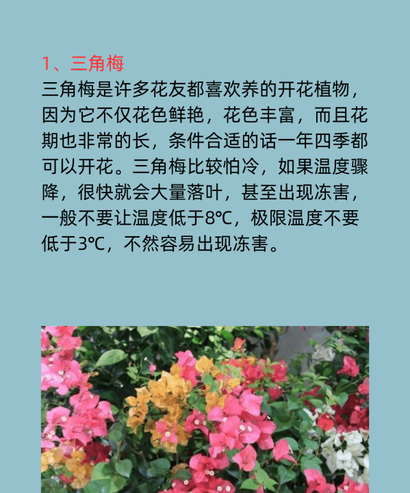 冬天有什么花,冬天开的什么花有哪些图11