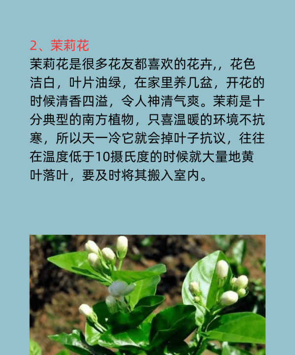 冬天有什么花,冬天开的什么花有哪些图12